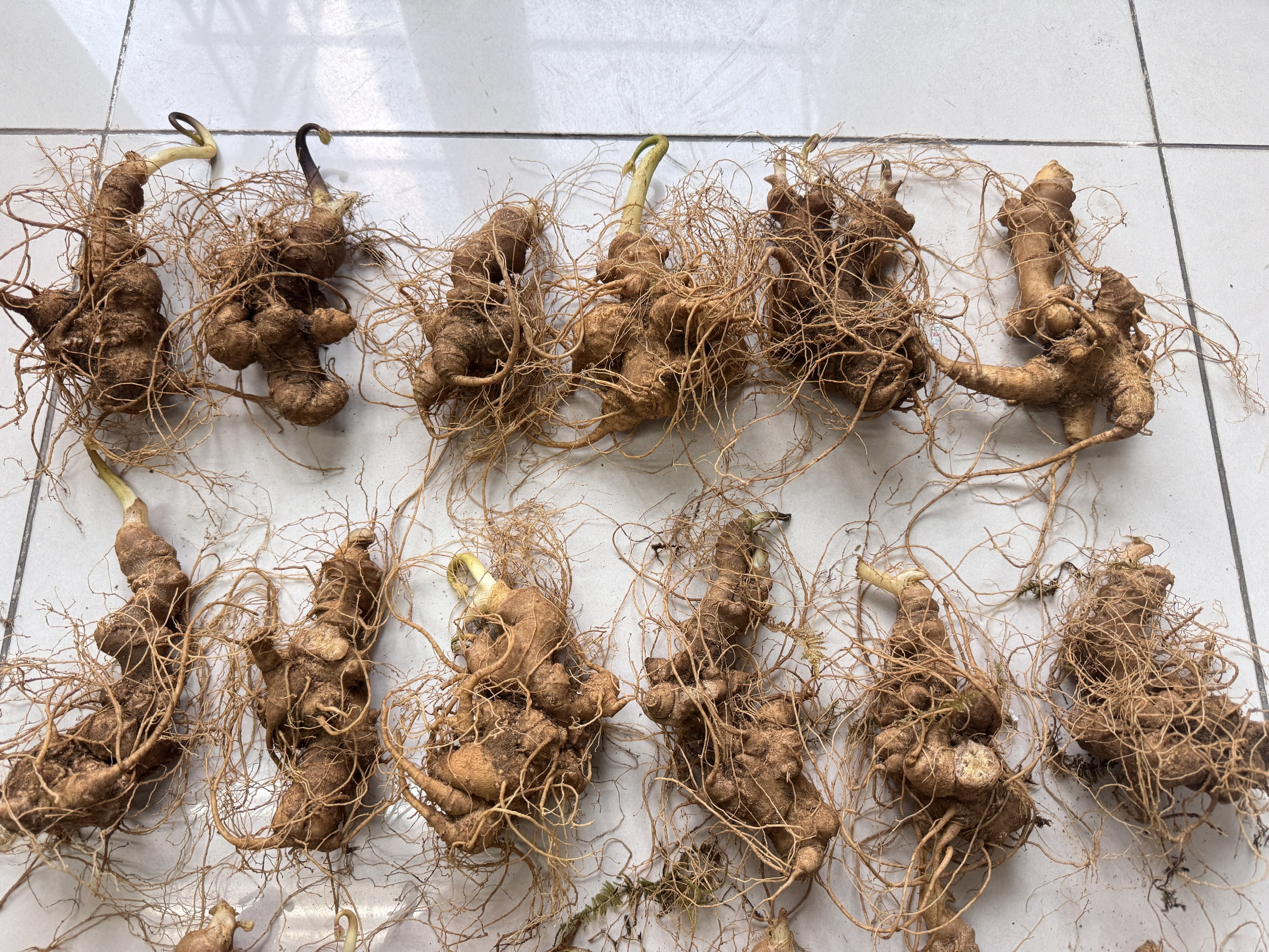 SÂM NGỌC LINH TƯƠI 4 CỦ/KG (23-25 NĂM TUỔI)