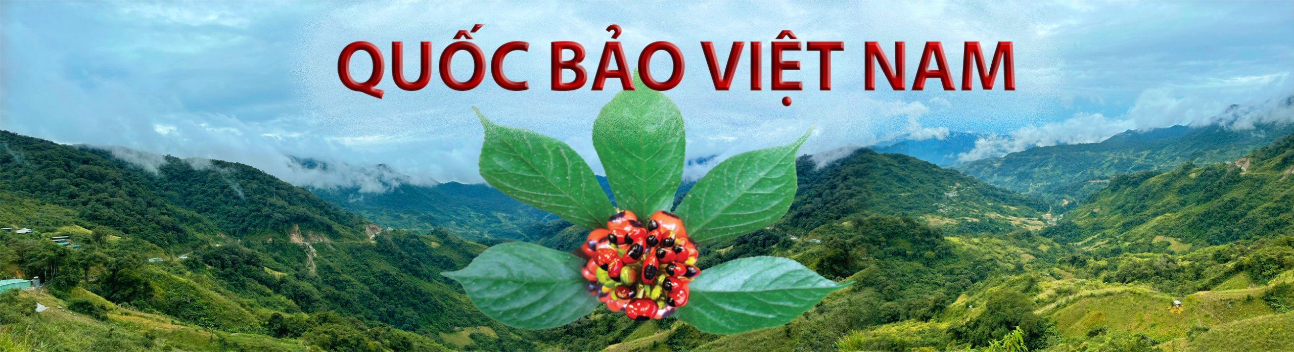 Sâm Ngọc Linh Quảng Nam