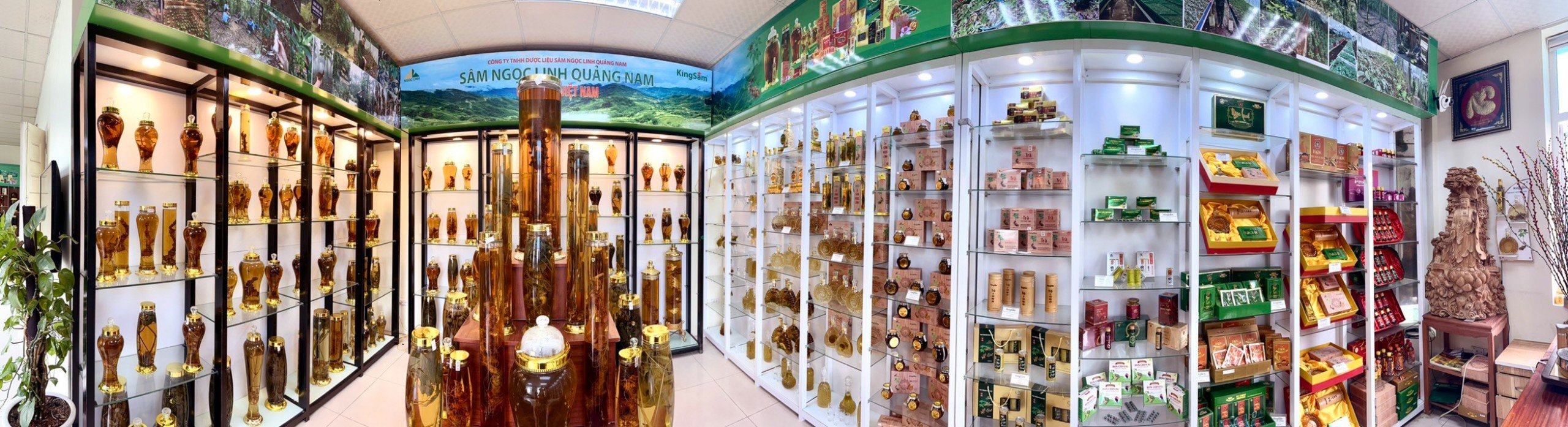 Showroom Sâm Ngọc Linh
